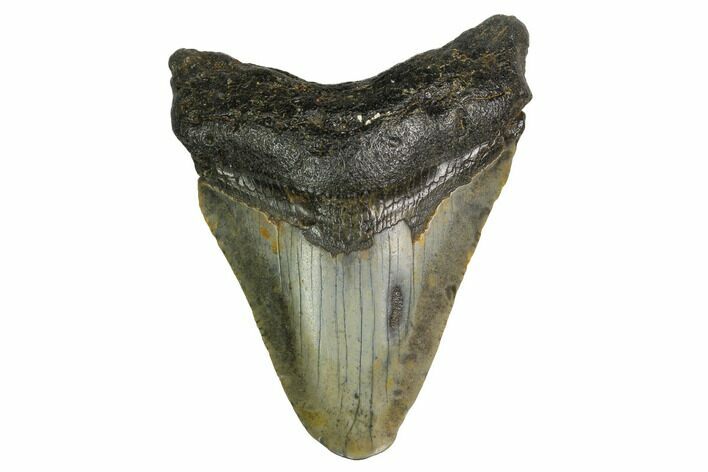 Bargain, Megalodon Tooth - North Carolina #152930